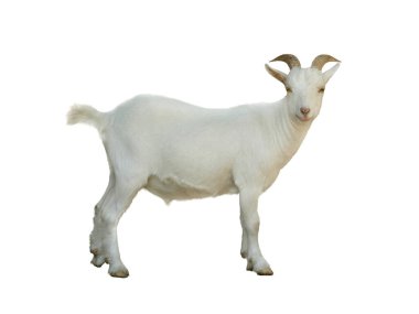 pigme keçi beyaz arkaplanda izole