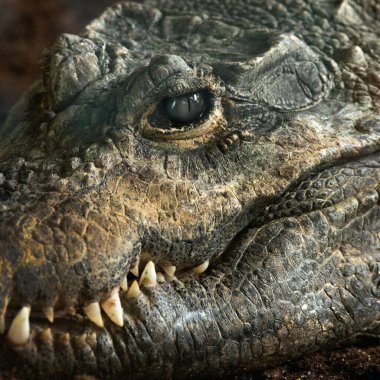 beyaz arkaplanda izole timsah dilleri