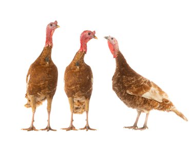 Beyaz arka planda iki kahverengi hindi.