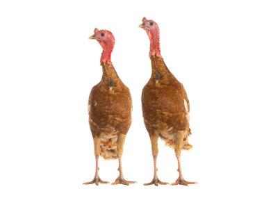 Beyaz arka planda iki kahverengi hindi.