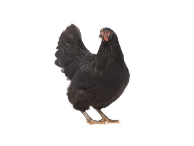 Beyaz arka plan üzerinde izole siyah tavuk