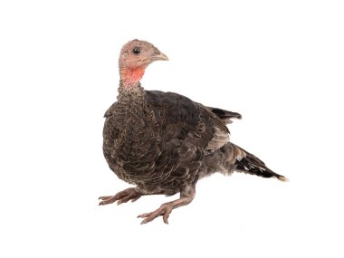 turkey sitting isolated on white background