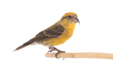 female yellow crossbill (loxia curvirostra) sitting on a tree branch isolated on white backgroun