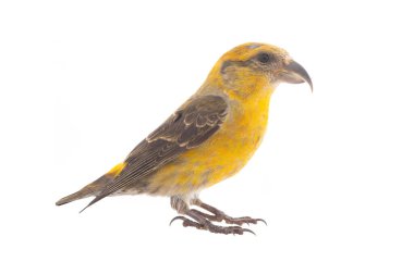 female yellow crossbill (loxia curvirostra) isolated on white background