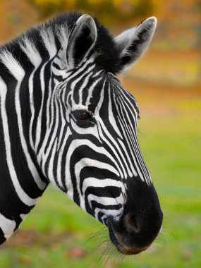 beautiful zebra portrait in the wild