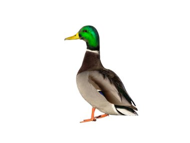 Mallard (anas platyrhynchos) isolated on white background