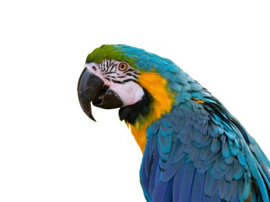 Blue yellow macaw parrot. portrait of a colorful cockatoo parrot. isolated on white background