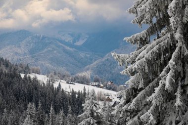 beautiful spruce in the foreground is covered with snow against the backdrop of Mount Tatra Poland