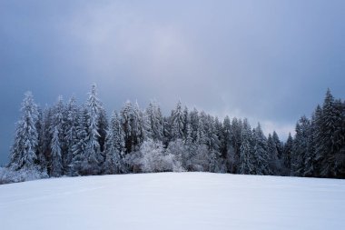 snow-covered forest on top of Tatra mountain Poland