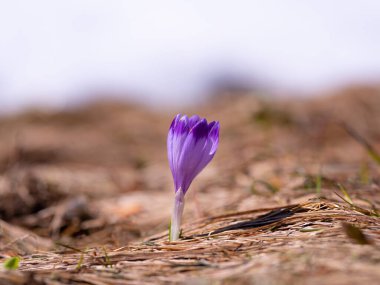 Saffron flowers against the backdrop of a spring landscape