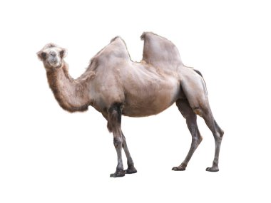 Camelus bactrianus on a white background