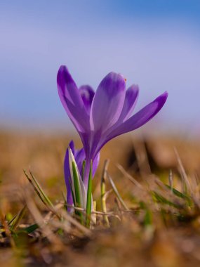 Saffron flowers against the backdrop of a spring landscape