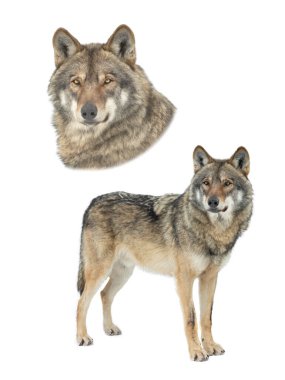 wolf lies isolated on white background