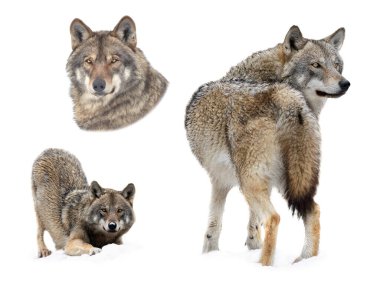 wolf lies isolated on white background