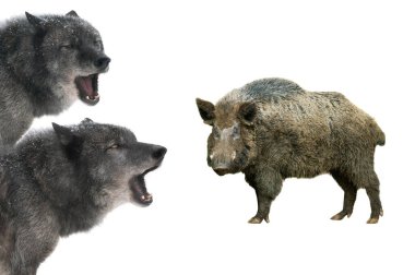 wild boar and canadian wolfs isolated on white background