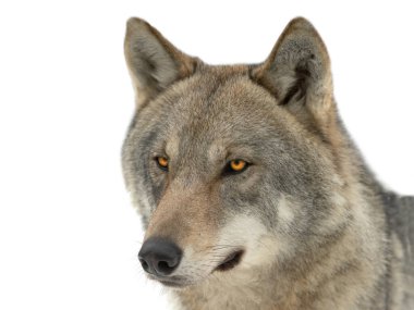 portrait gray she-wolf  isolated on white background
