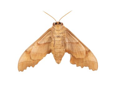 brown moth isolated on white background