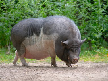 fat old pig on green background