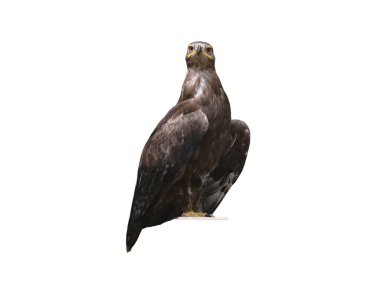 steppe eagle (aquila nipalensis) isolated on white background