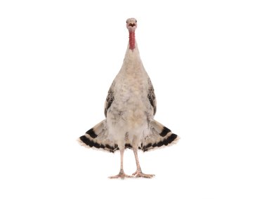 screaming female turkey isolated on white background