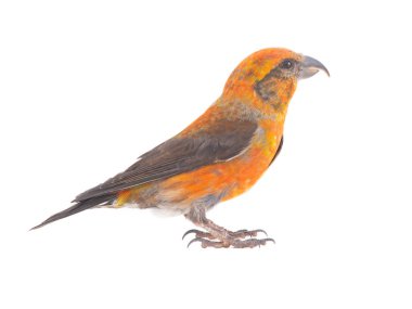 male red crossbill (loxia curvirostra) isolated on white background