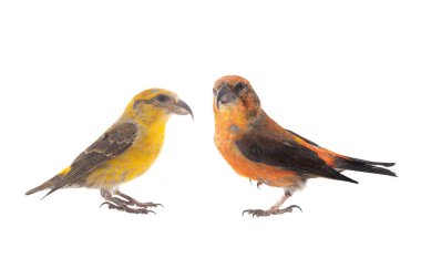 male and female crossbill (loxia curvirostra) standing on one leg isolated on white background