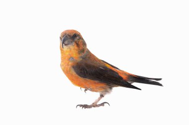 male red crossbill (loxia curvirostra) standing on one leg isolated on white background
