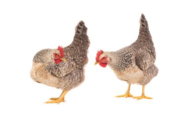 two gray hens isolated on white background