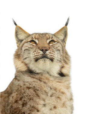  Beyaz arkaplanda izole edilmiş vaşak portresi