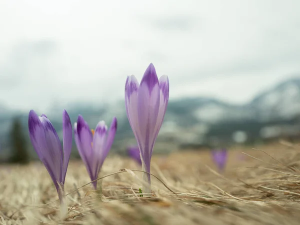 Saffron flowers against the backdrop of a spring landscape