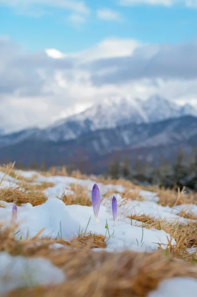 blooming blue saffrons in the snow against the backdrop of a mountain Tatras. Poland