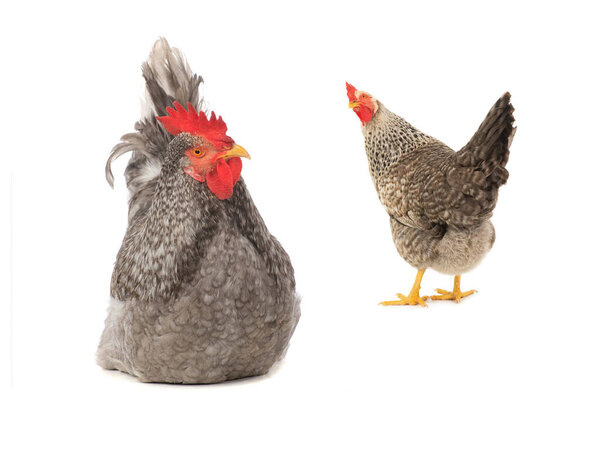 rooster and hen isolated on white background