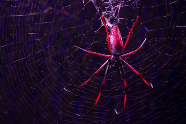 Örümcek (nephila sp.) Gecenin köründe ağında oturuyor.