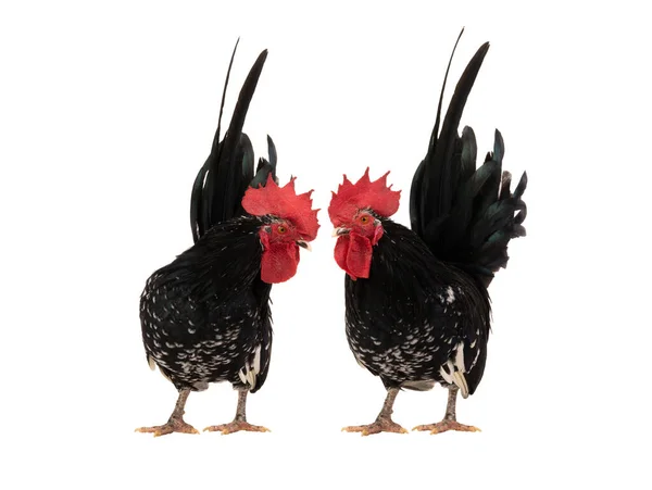 两只在白色背景上隔离的黑色公鸡 — 图库照片