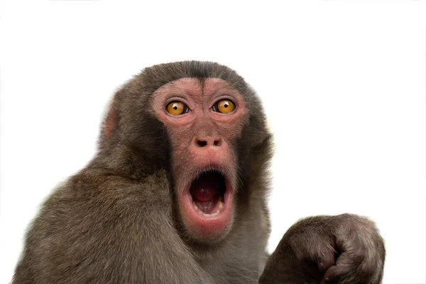 Surprised Monkey Big Eyes Isolated White Background — Stock Photo, Image