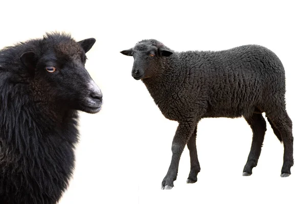 Dwie Czarne Owce Izolowane Białym Tle — Zdjęcie stockowe