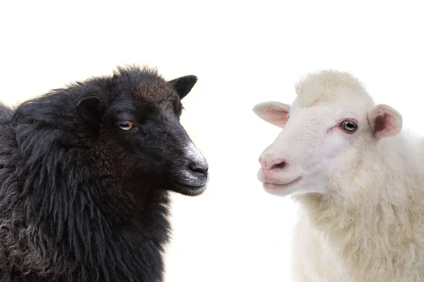 白の背景に隔離された黒と白の羊 — ストック写真