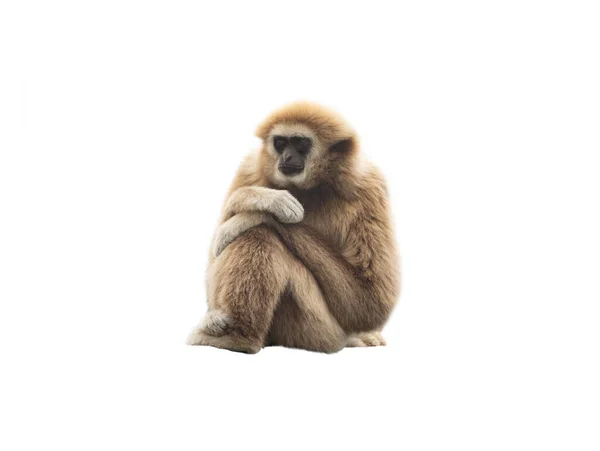Lar Gibbon Απομονωμένο Λευκό Φόντο — Φωτογραφία Αρχείου