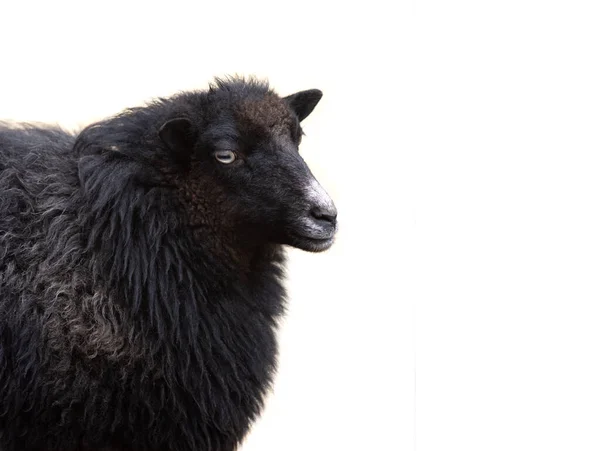 Портрет Чорної Вівці Ізольовані Білому Тлі — стокове фото