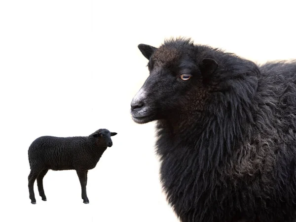 Dwie Czarne Owce Izolowane Białym Tle — Zdjęcie stockowe