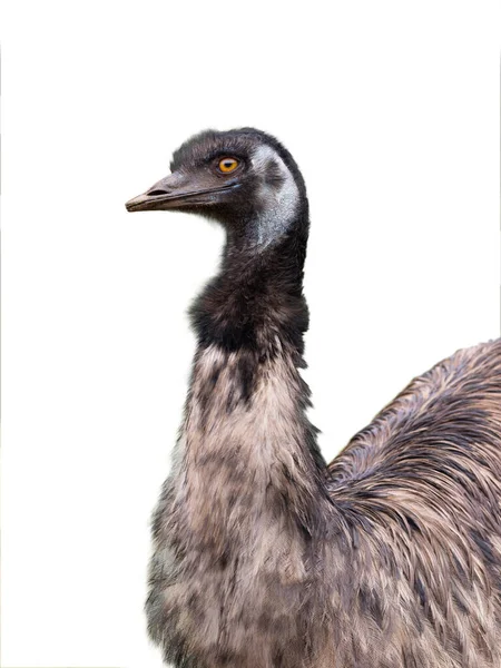 Emu Struts Porträtt Isolerad Vit Bakgrund — Stockfoto