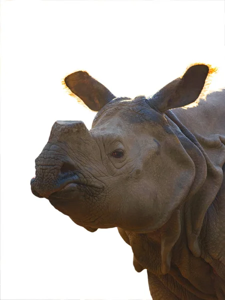 Portrait Rhinoceros Isolated White Background — Stock Photo, Image