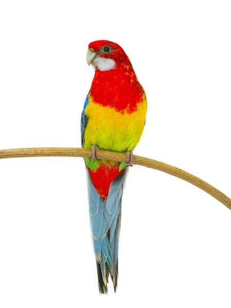 Papagaio Rosella Isolado Fundo Branco — Fotografia de Stock