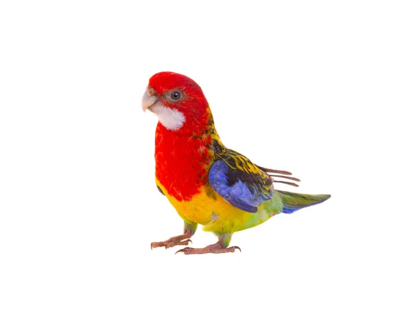 Rosella Papagei Isoliert Auf Weißem Hintergrund — Stockfoto