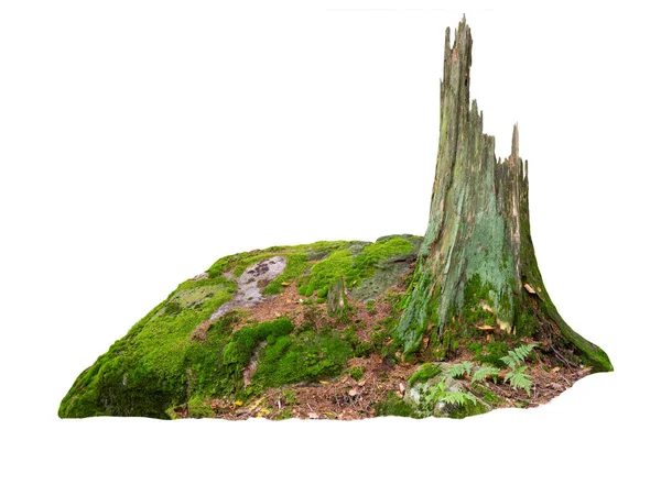 Tronco Árvore Velha Pedras Musgo Isolado Fundo Branco — Fotografia de Stock