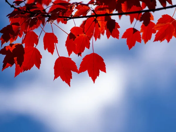 Rode Bladeren Blauwe Lucht Met Wolken Herfst — Stockfoto
