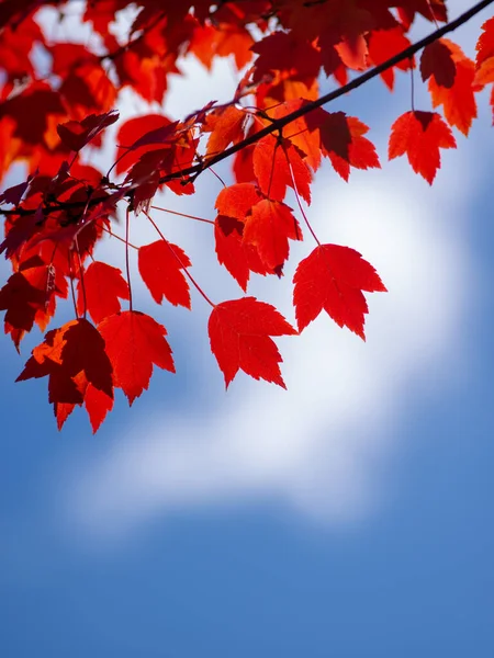 Sonbaharda Bulutlu Mavi Gökyüzünde Kırmızı Yapraklar — Stok fotoğraf