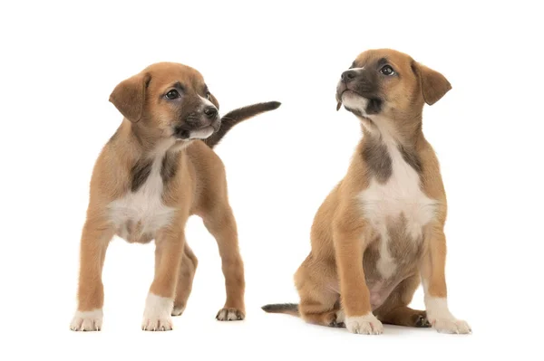 Dois Filhote Cachorro Pequeno Marrom Bonito Isolado Fundo Branco — Fotografia de Stock