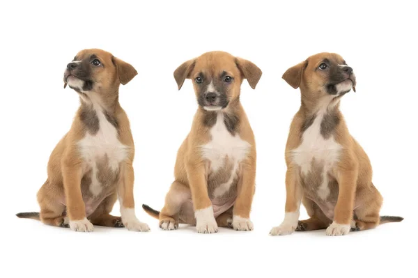 Three Beautiful Brown Little Puppy Isolated White Background — Stock Photo, Image