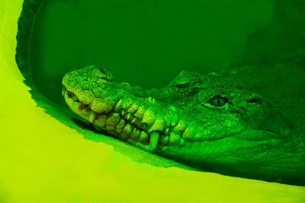 Portrait Crocodile Vert Sur Fond Jaune — Photo